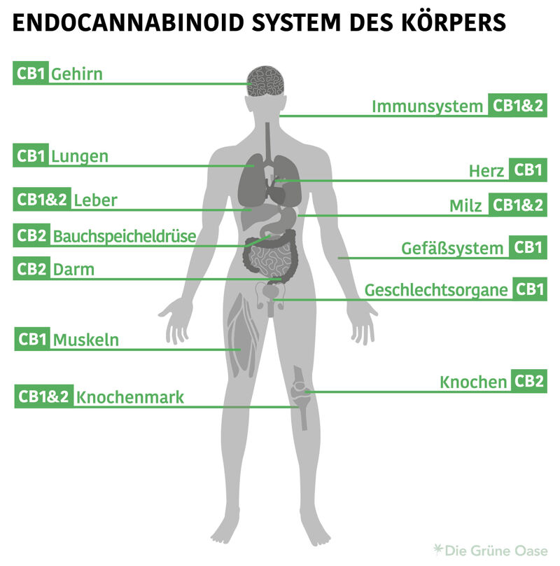 Endocannabinoid System des Korpers